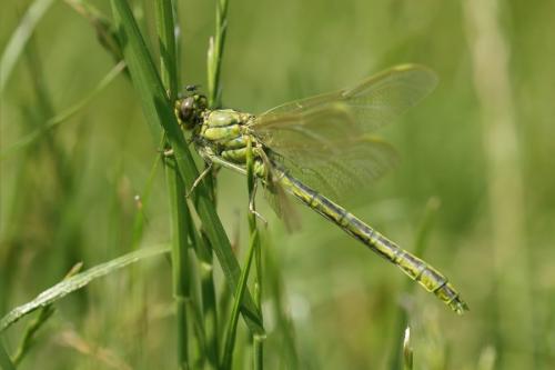 Gomphus pulchellus